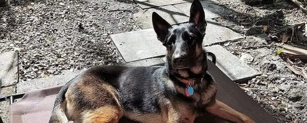 Willow (fka Holly) absolutely loves her outdoor time