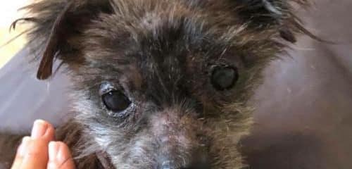 3 more lives saves from Miami Dade Animal Services!