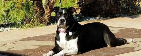 Lucy (fka Adrianne) and Roxie are doing so amazing.