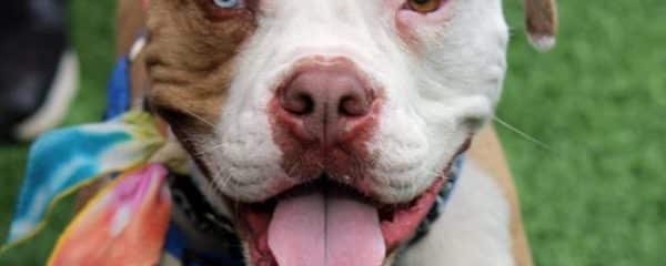 Albert is a 4 year old American Bulldog mix who is all love.