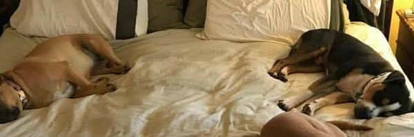 What’s better than a bed full of pups???