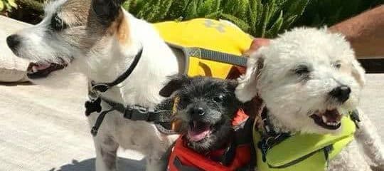 Our sweet Ashley having a Pool Party with her 2 brothers Toby & Max ( a 100 + Rescue)
