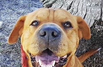 It’s our boy Champ!!