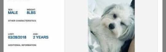 LOST DOG, CUTLER BAY, MIAMI