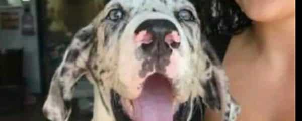 URGENT COURTESY POST LOST DOG