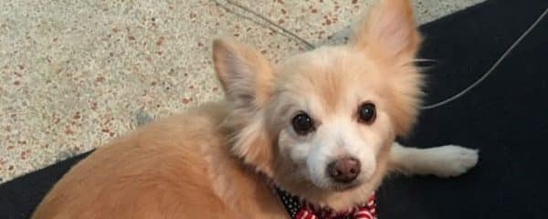 Loky is MISSING