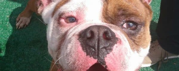 Courtesy Post to help find Max a new home.