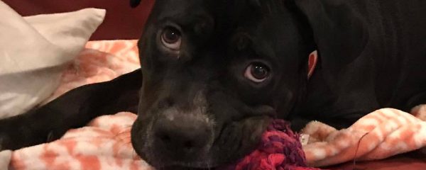 Ella is such a great dog …needs a forever home.