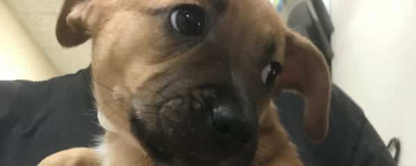 WE NEED PUPPY NAMES!!