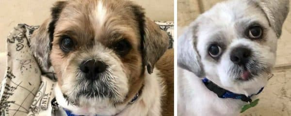 Moses & Judah 4 yrs of age SHIHTZU mix desperately need out of boarding 