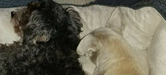 Our two little fighters, Duckie and Lucy.