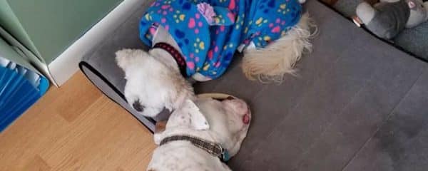 Molly (fka Melody) is so sweet and accommodating to her little fur brother.