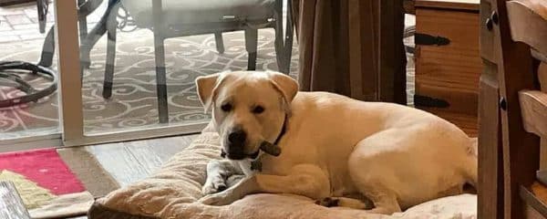 Melvin who was found abandoned is doing so amazing.