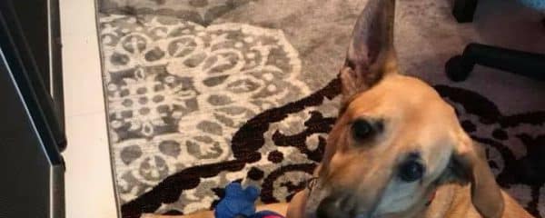 We got this awesome update on our boy Mortimer!!