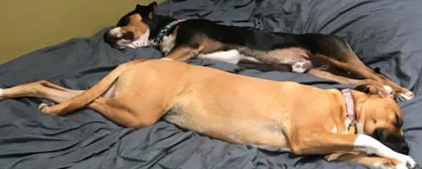 Murphy and Alex enjoyed their afternoon nap together!