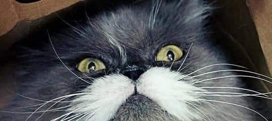 Let’s wish Moustachio a very happy 3 year Adoption Anniversary!!
