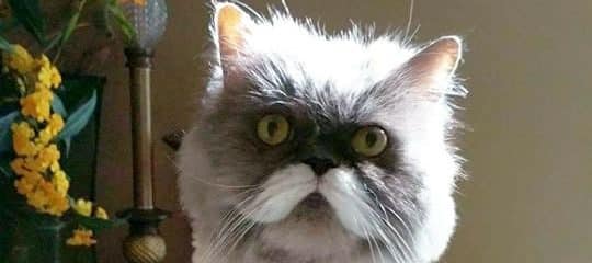 The one and only Moustachio.