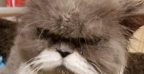 Oh Moustachio….