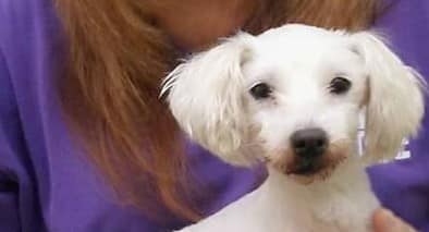 Happy adoption day to our Ollie!!!