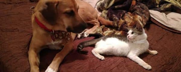 Kiki (fka Paige) welcomed in a little kitten.