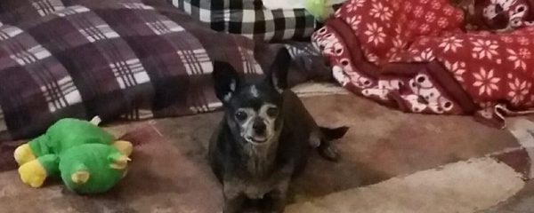 PANCHO!!! UPDATE!!!