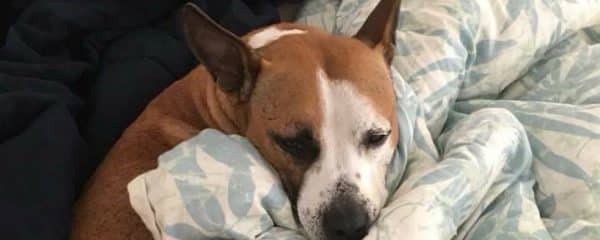 One of 100+ Abandoned Dogs of Everglades Florida’s longest rescues.