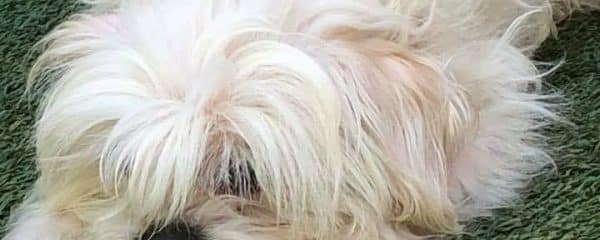 QUINN needs a foster or forever home…
