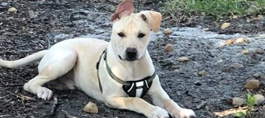 Charlie (fka Rhett) is growing up!!