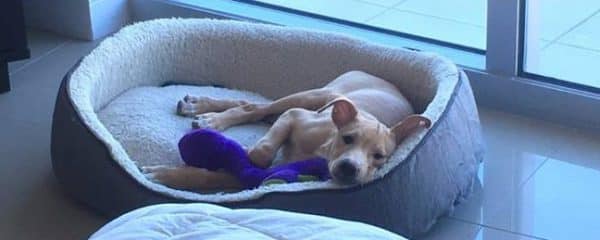 Jax (fka Rufus) is doing amazing!!