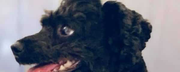 Sade aka Lady is home!
