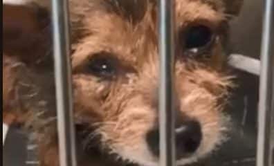 2 more lives saved from Miami Dade Animal Services kill shelter!!