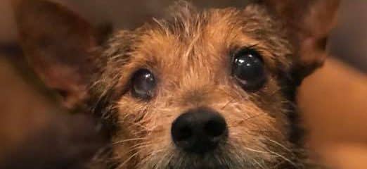 SAM!!! Officially Adopted!!