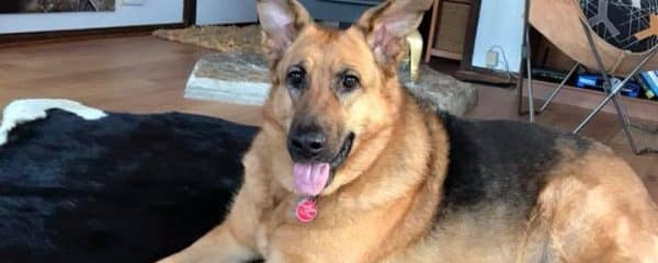 Carina (fka Sheba) is doing so amazing.