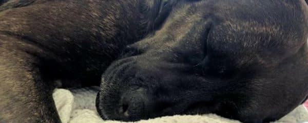 Sheila sleeping so soundly and with such content warms our hearts.