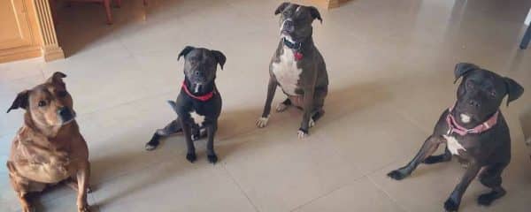 It’s Dixie, Dobbie and TJ…