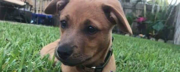 Puppy Archer (fka Winston) is doing great!!