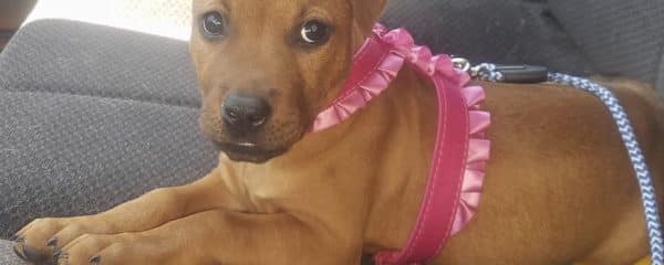 Happy Adoption Day Charlotte now Bimini!!!