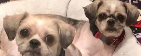 Milo and Crystal adopted!