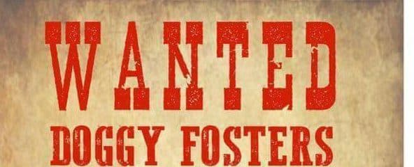 WE DESPERATELY NEED FOSTERS!!!!