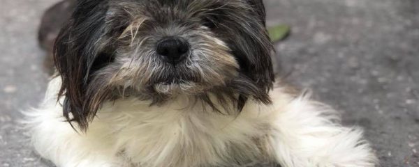 Jackie is still looking for her forever home!!!