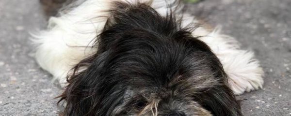 Please consider opening up your home and your heart to Jackie.