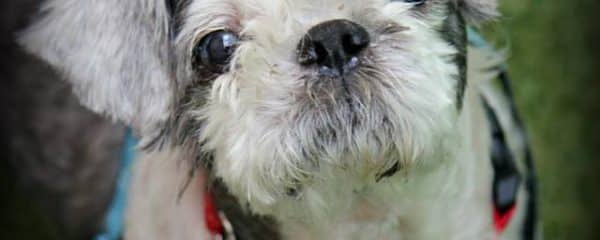 Ken is waiting for his forever home…