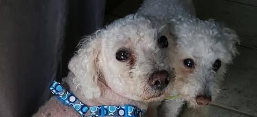 2 Bonded senior poodles …