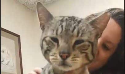 Desperate PLEA for Mo the cat…