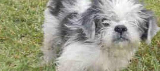Tico Needs Help PLEASE!