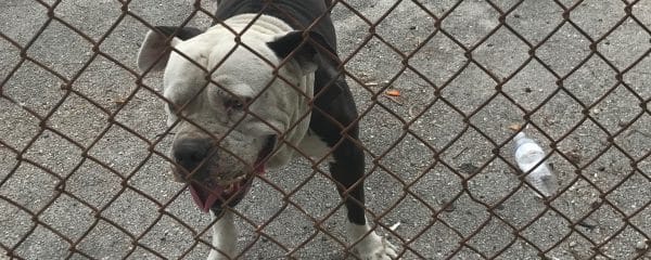 Liberty city Miami – Abandoned Dog