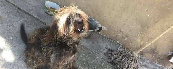 Benji rescue pt 2