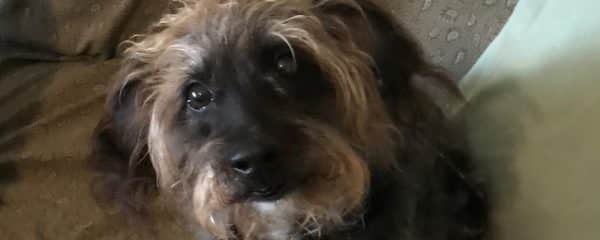 My boy Benji is home.