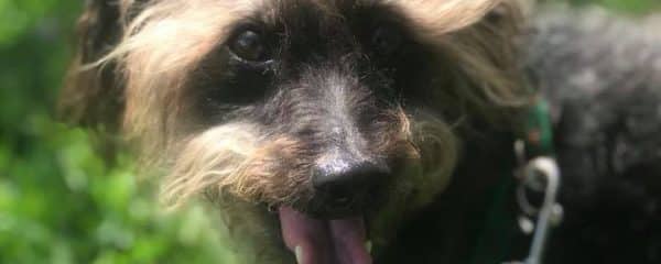 Sweet Benji needs a loving home…