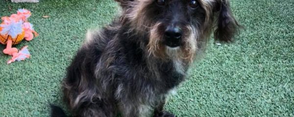 Sweet Benji was left Abandoned by his mommy 4 months ago…